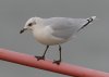 Mediterranean Gull at Southend Pier (Steve Arlow) (24799 bytes)